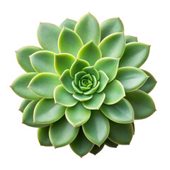 Green succulent plant rosette isolated on transparent background