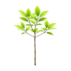 Small green plant with multiple leaves isolated on transparent background