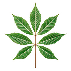 Green compound leaf with serrated edges isolated on transparent background
