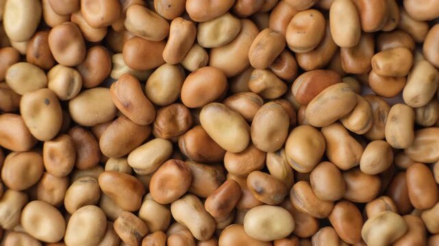 Edible Horse Garden Beans Vicia Faba Macro Top View