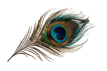 Colorful Peacock Feather with Eye Pattern Isolated on Transparent Background