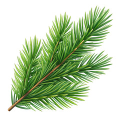 Green pine branch with needles isolated on transparent background