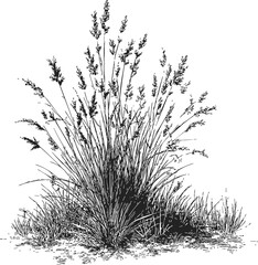 Prairie grass sketch, hand drawn wild grass bush with detailed blades and seed heads — stock vector