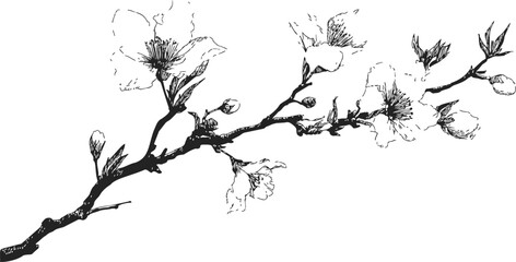 Naklejka premium Cherry blossom branch sketch, hand drawn style, delicate flowers and buds — stock vector
