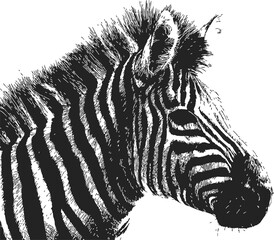 Zebra sketch hand drawn profile with detailed black and white stripes — stock vector