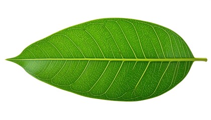 Obraz premium Close-up of a vibrant green leaf's intricate venation