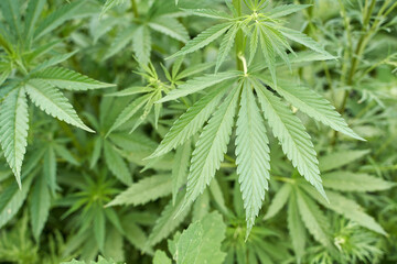 Lush green cannabis plants with distinctive leaves in a natural outdoor setting. © elenavolf