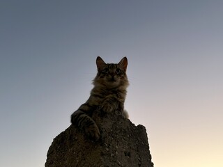 A cat sits in high place near sunsets
