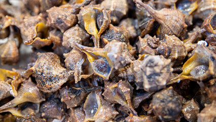 Fresh sea snails as seabed