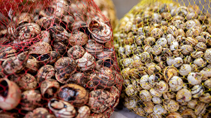 Roman snail and rock snail in detail