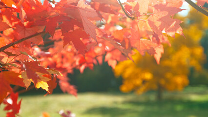 Beautiful Autumn Maple Leaves Wavering and Falling Down . Autumn Moody Colored Background