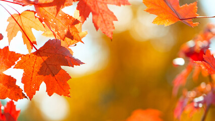 Beautiful Autumn Maple Leaves Wavering and Falling Down . Autumn Moody Colored Background