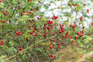 Obraz premium A dense bush covered in bright red rose hips shines against green leaves. The wild fruit adds vivid color to the scene.