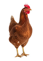 Fototapeta premium A solitary adult domestic hen, reddish-brown feathers, red comb and wattle, poised with an inquisitive gaze, looking right against a transparent studio background, professional studio photography