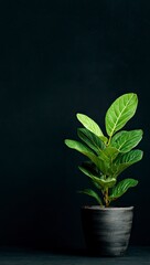 Dark background green plant pot still life