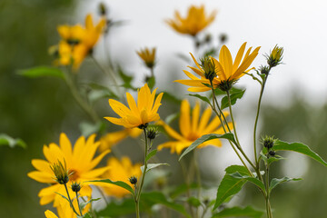 Jerusalem artichoke Helianthus tuberosus group. Several yellow blossoms of the Jerusalem artichoke Helianthus tuberosus reach toward the sky. A natural sight full of color and life.
