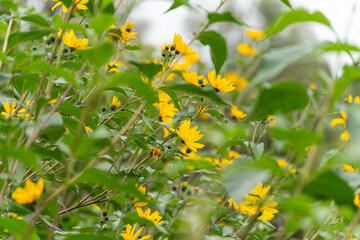 Jerusalem artichoke flowers close-up. Yellow Jerusalem artichoke flowers stand tall among lush green leaves. A vivid burst of color in late summer nature.