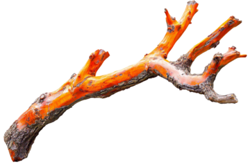 Citrus tree limb with green leaves isolated on transparent background