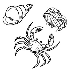 Illustration of a hermit crab, a crab, and a seashell