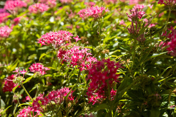 Greeting card, background with Pentas lanceolata, also known as Egyptian starcluster or starflower.