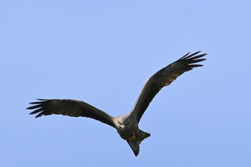 Fototapeta premium Black Kite (Milvus migrans), a bird of prey in the hawk family, photographed in flight.