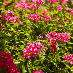 Square greeting card with Pentas lanceolata, also known as Egyptian starcluster or starflower.