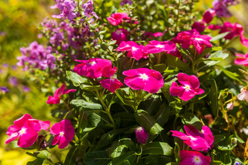 This plant is Catharanthus roseus, also commonly known as Madagascar Periwinkle or Rosy Periwinkle