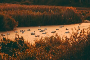 reeds at sunset