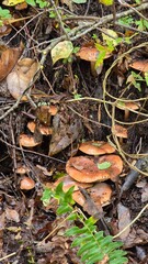 Close-up of mushrooms growing on the forest floor in southern Chile during autumn, surrounded by fallen leaves and natural woodland beauty.