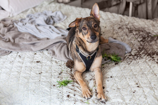 Dog makes a mess on the bed after knocking over a potted plant at home