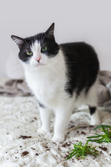 Curious cat explores home bed and causes soil mess with plant
