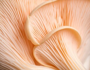 Closeup of Delicate Peach-Colored Mushroom Cap.