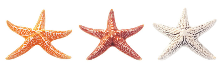 Colorful starfish collection showcasing orange, red, and white varieties, transparent PNG image