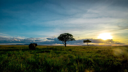 Obraz premium African Elephant (Loxodonta africana) at sunset, Serengeti, Tanzania