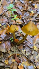 Close-up of mushrooms growing on the forest floor in southern Chile during autumn, surrounded by fallen leaves and natural woodland beauty.