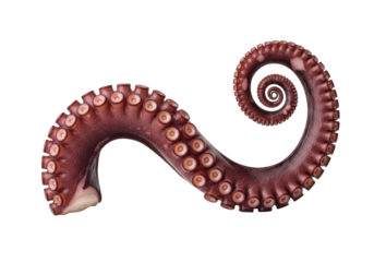 Cooked reddish-purple octopus tentacle with prominent suction cups, elegantly spiraled, on transparent background, copy space, soft shadows, macro studio shot, appetizing seafood concept