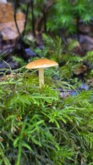 Close-up of mushrooms growing on the forest floor in southern Chile during autumn, surrounded by fallen leaves and natural woodland beauty.