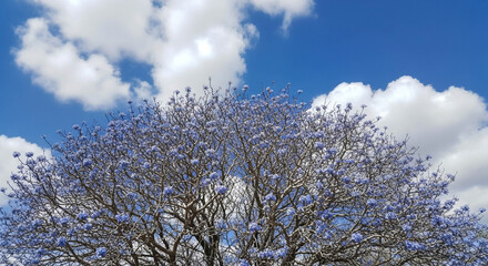 Naklejka premium Pink Blossoming Tree Against Bright Blue Sky with Scattered Clouds in Spring