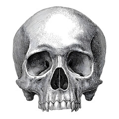 Detailed human skull engraving isolated on transparent background
