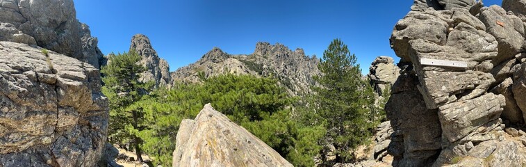 wooden fence in the forest