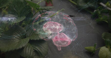 Projecting digital 3D brain hologram above strawberry bed on black plastic cover, with neural mesh
