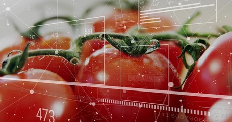 Showing ripe red tomatoes on vine with droplets in closeup with digital overlay showing data stats