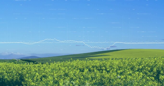 Fototapeta Spanning yellow flowering field under clear blue sky with green hills and dotted waveform overlay