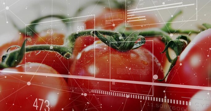 Showing ripe red tomatoes on vine with droplets in closeup with digital overlay showing data stats
