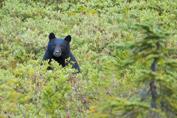 Naklejka premium Black Bear in Mt. Rainier National Park