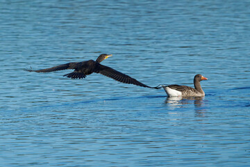 Kormoran kommt fliegt auf eine Graugans 