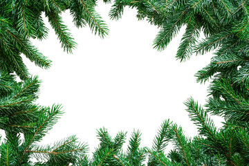 PNG Fir tree frame border background white pine.