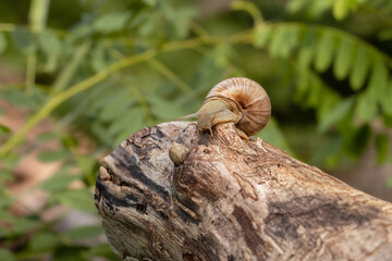 Grape snail in the autumn forest.The grape snail prepares for hibernation.