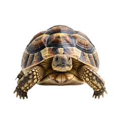Naklejka premium Detailed brown and black patterned tortoise with intricate shell, scaly legs, head extended on a transparent background with copy space, studio macro shot. Concept of natural beauty and scientific