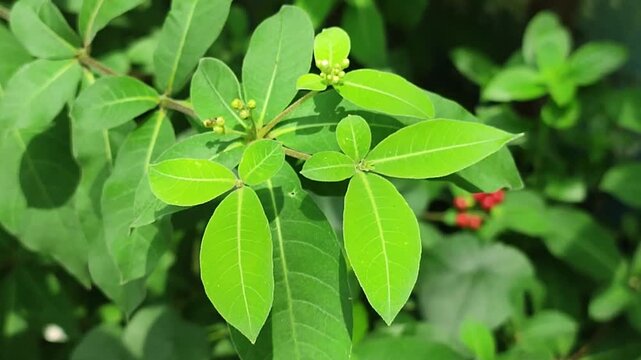 Close up natural shot of Rauvolfia tetraphylla also known as Devil Pepper plant with detailed leaves and organic botanical features in natural setting.